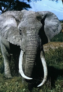 Cartes · Cartes postales Afrique