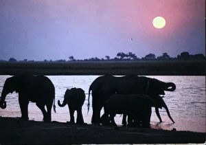 Cartes · Cartes postales Afrique