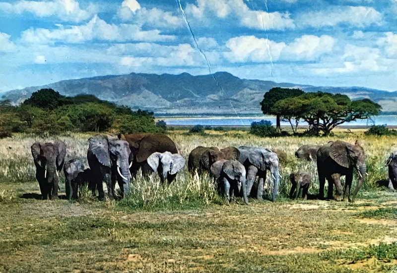 Cartes · Cartes postales Afrique