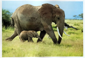 Cartes · Cartes postales Afrique