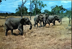 Cartes · Cartes postales Afrique