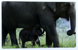Cartes · Cartes postales Asie