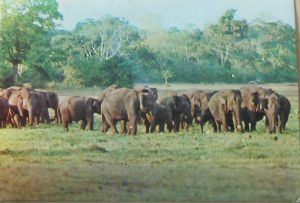 Cartes · Cartes postales Asie - Cambodge, Inde, Laos, Sri Lanka