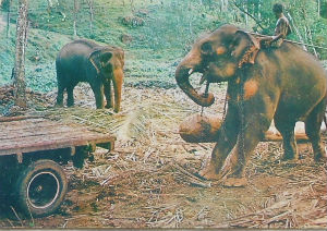 Cartes · Cartes postales Asie - Cambodge, Inde, Laos, Sri Lanka
