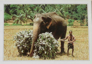 Cartes · Cartes postales Asie - Cambodge, Inde, Laos, Sri Lanka
