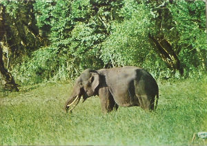 Cartes · Cartes postales Asie - Cambodge, Inde, Laos, Sri Lanka