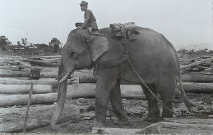 Cartes · Cartes postales Asie - Cambodge, Inde, Laos, Sri Lanka