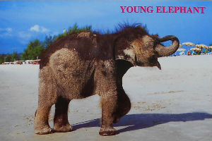 Cartes · Cartes postales Asie - Thaïlande