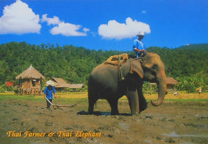 Cartes · Cartes postales Asie - Thaïlande