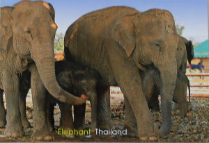 Cartes · Cartes postales Asie - Thaïlande