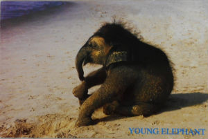 Cartes · Cartes postales Asie - Thaïlande