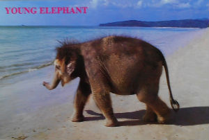 Cartes · Cartes postales Asie - Thaïlande