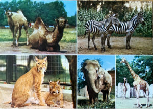 Cartes · Cartes postales Asie - Éléphants d'Asie