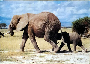 Cartes · Cartes postales Afrique