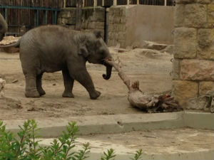 Mes photos · Zoo de Budapest Mai 2014