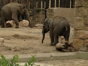 Mes photos · Zoo de Budapest Mai 2014